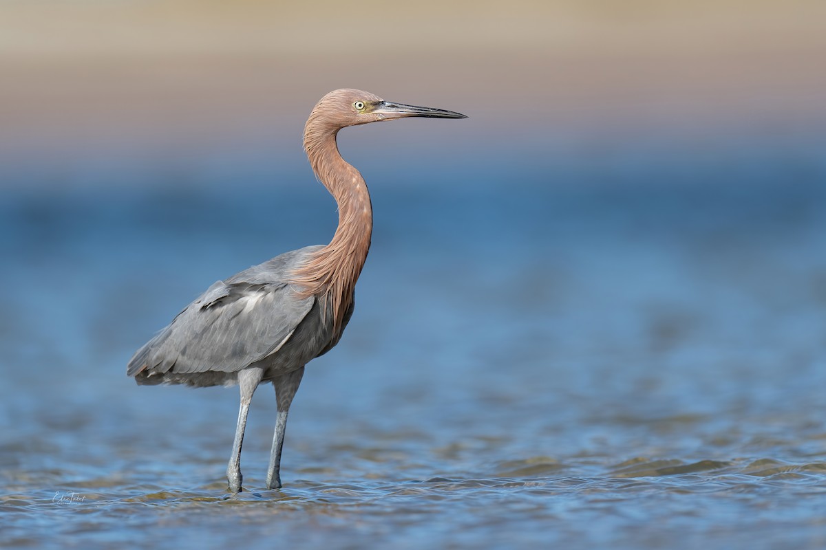 Reddish Egret - ML391153591