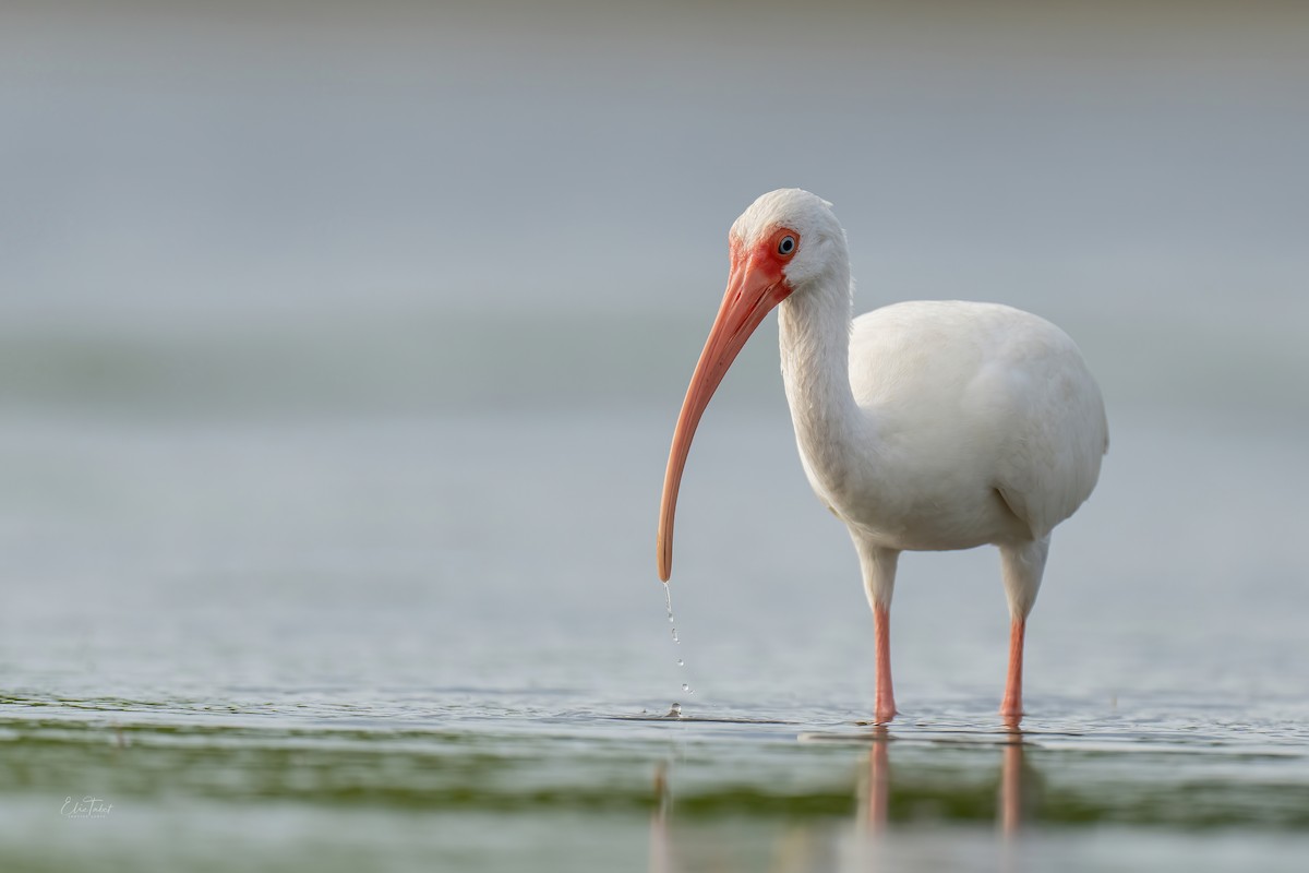 ibis bílý - ML391153651