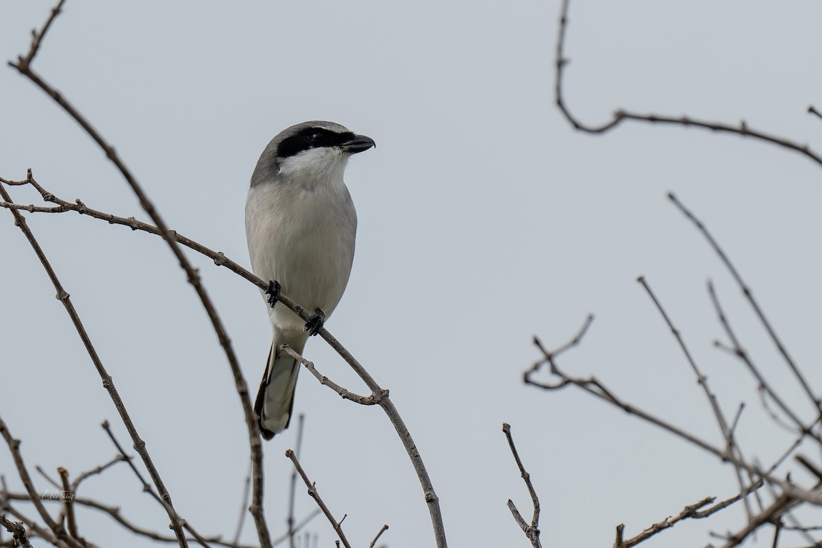 Loggerhead Shrike - ML391153811