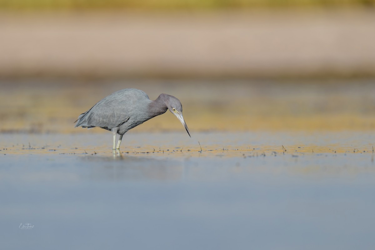 Little Blue Heron - ML391154871