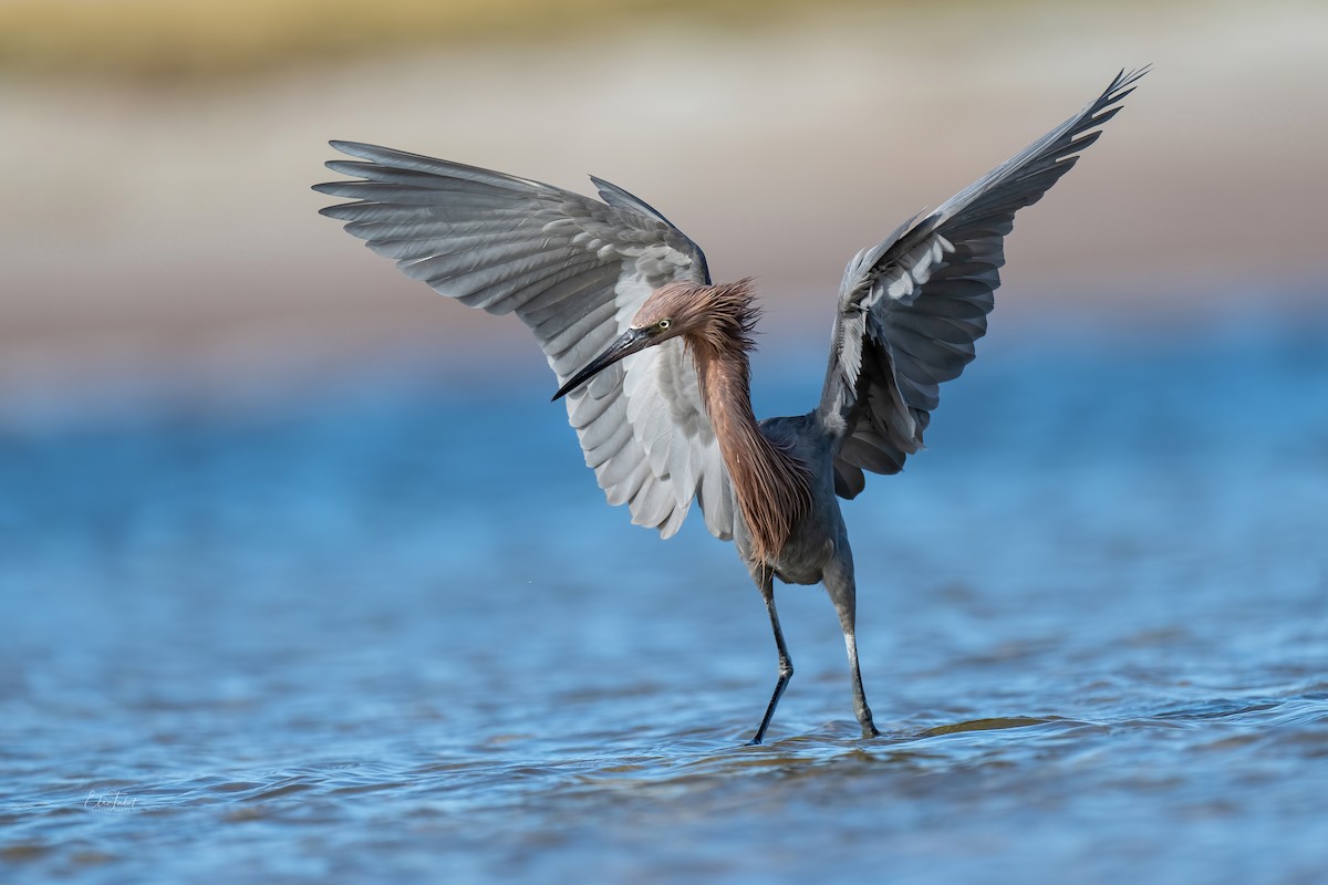 Reddish Egret - ML391154981