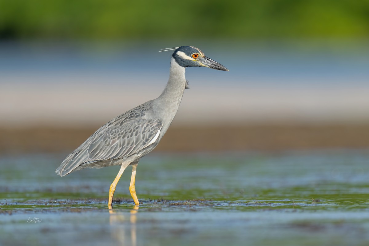 Yellow-crowned Night Heron - ML391155051