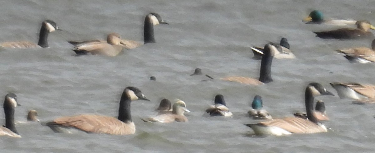 American Wigeon - Eric Hartshaw