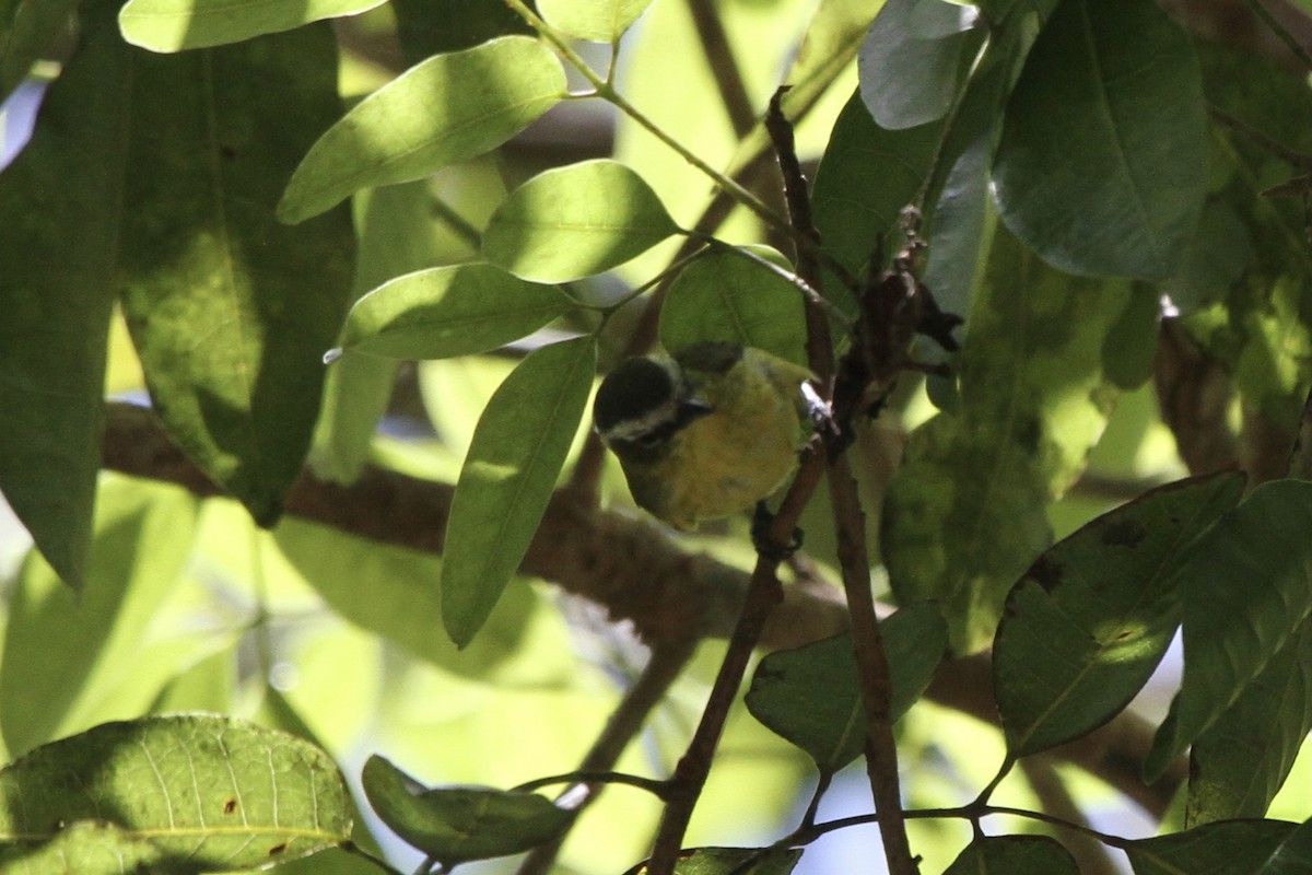 Yellow-bellied Tyrannulet - ML391157341
