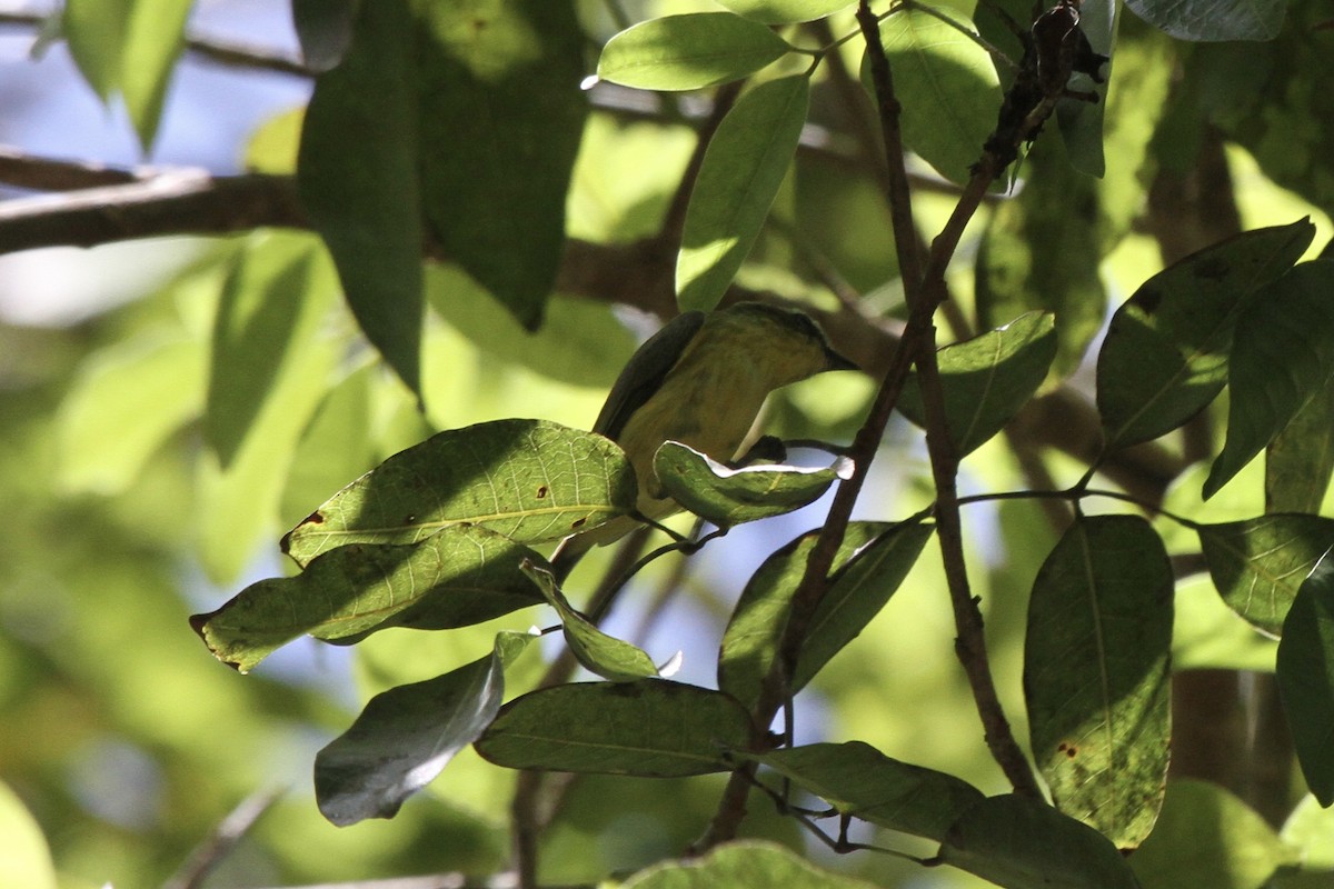 Yellow-bellied Tyrannulet - ML391157351