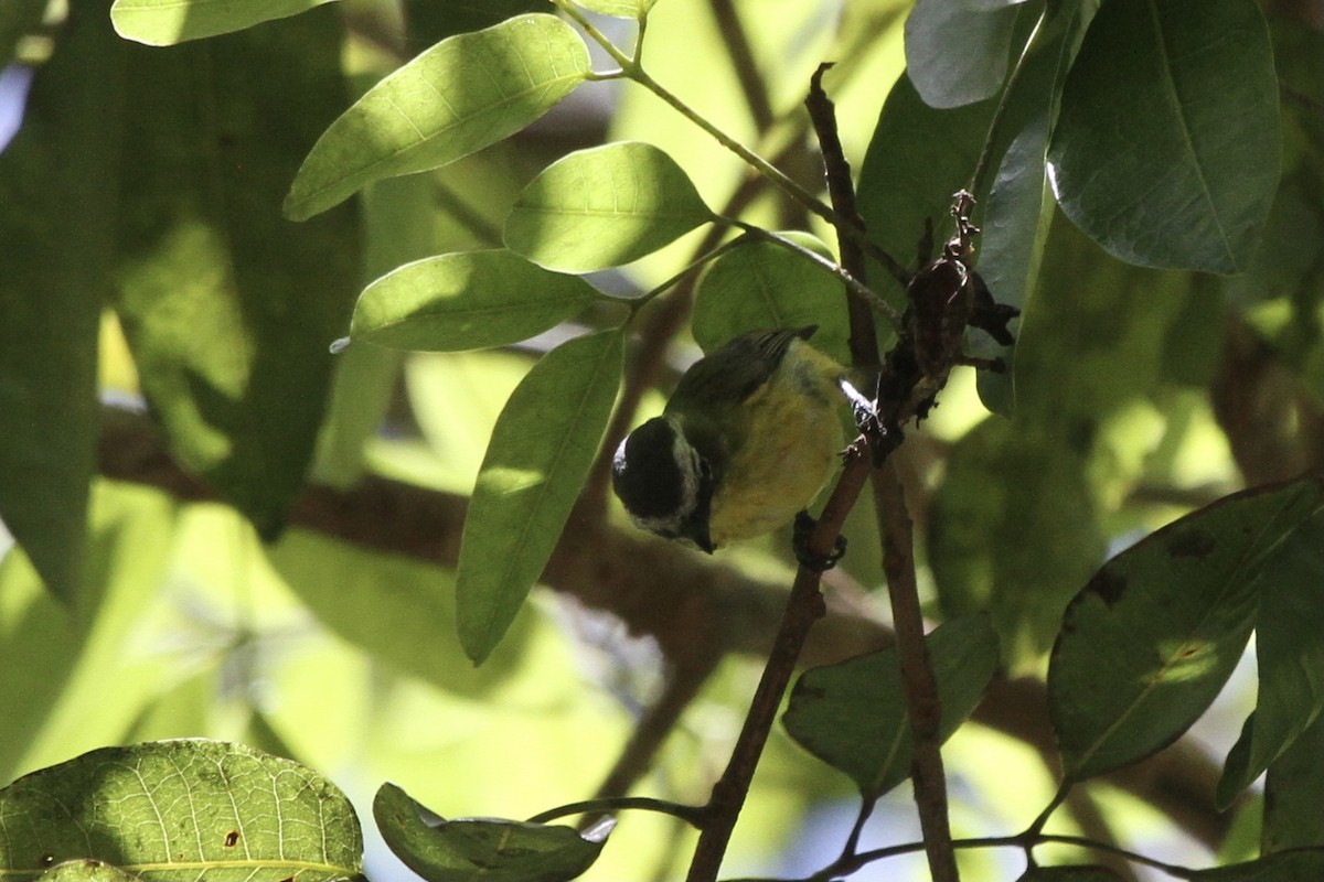 Yellow-bellied Tyrannulet - ML391157371