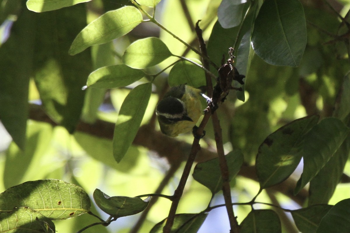 Yellow-bellied Tyrannulet - ML391157381