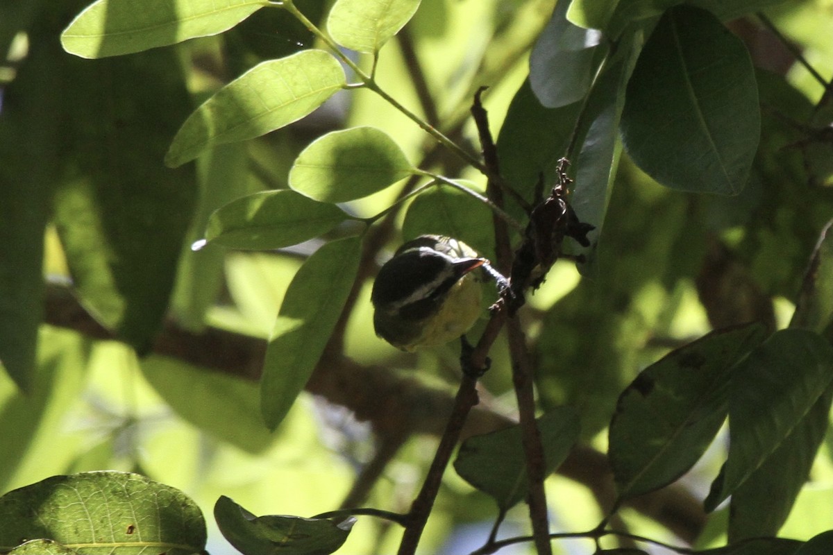Yellow-bellied Tyrannulet - ML391157391