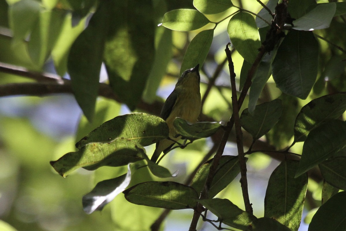 Yellow-bellied Tyrannulet - ML391157401