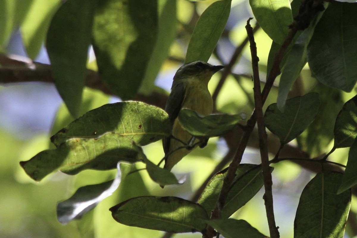Yellow-bellied Tyrannulet - ML391157411