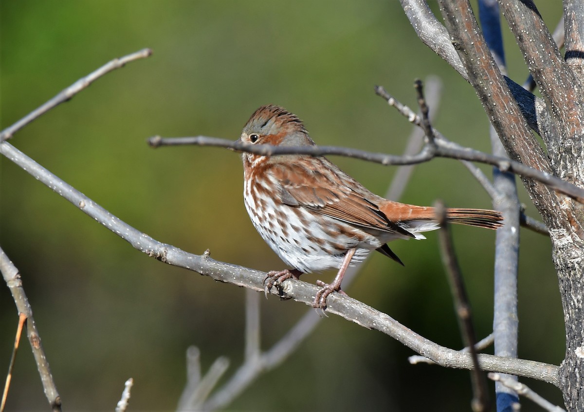 Fox Sparrow - Ewa Greene