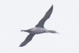 Red-throated Loon - ML391159401