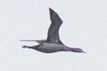 Red-throated Loon - ML391159421