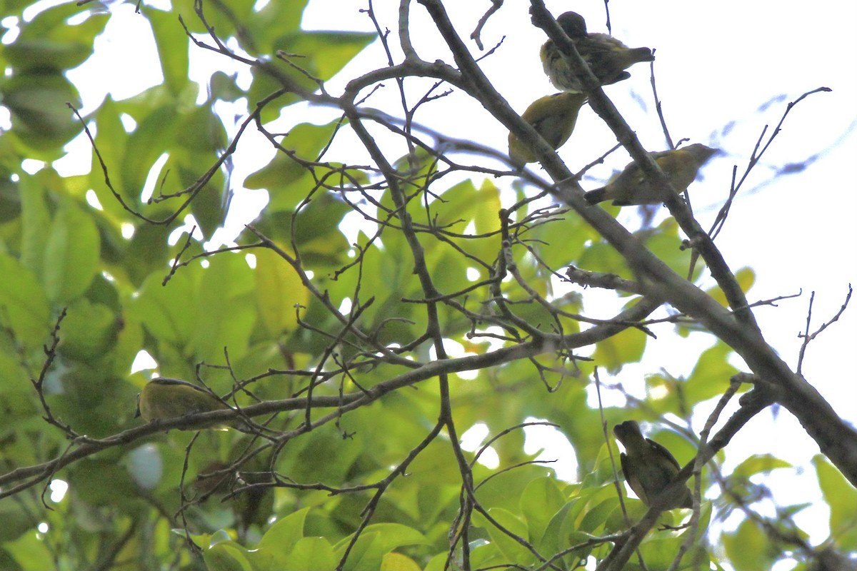 Yellow-throated Euphonia - ML391159591