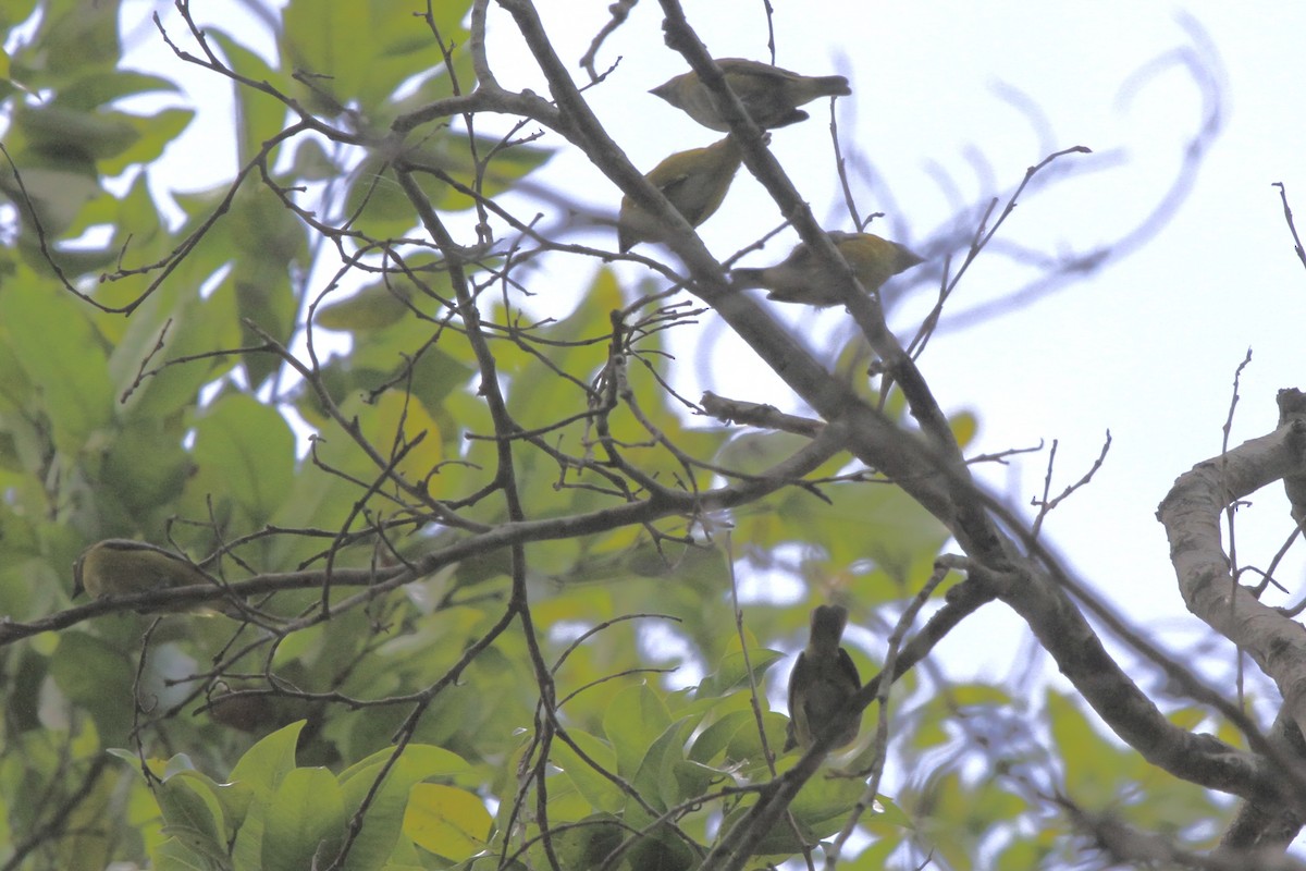 Yellow-throated Euphonia - ML391159601