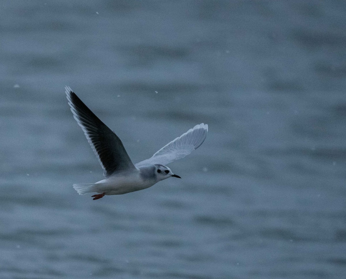 Little Gull - Karen Lee Lewis