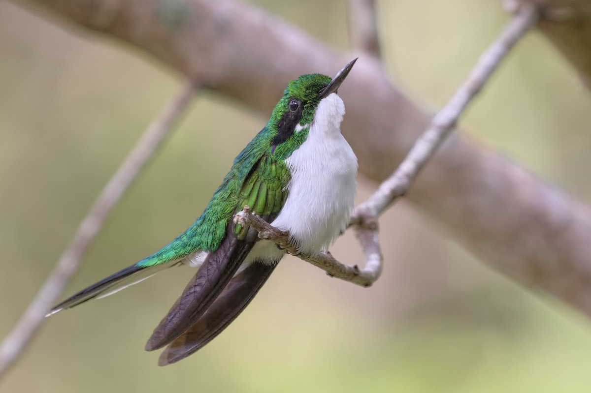 kolibřík černouchý - ML391161851