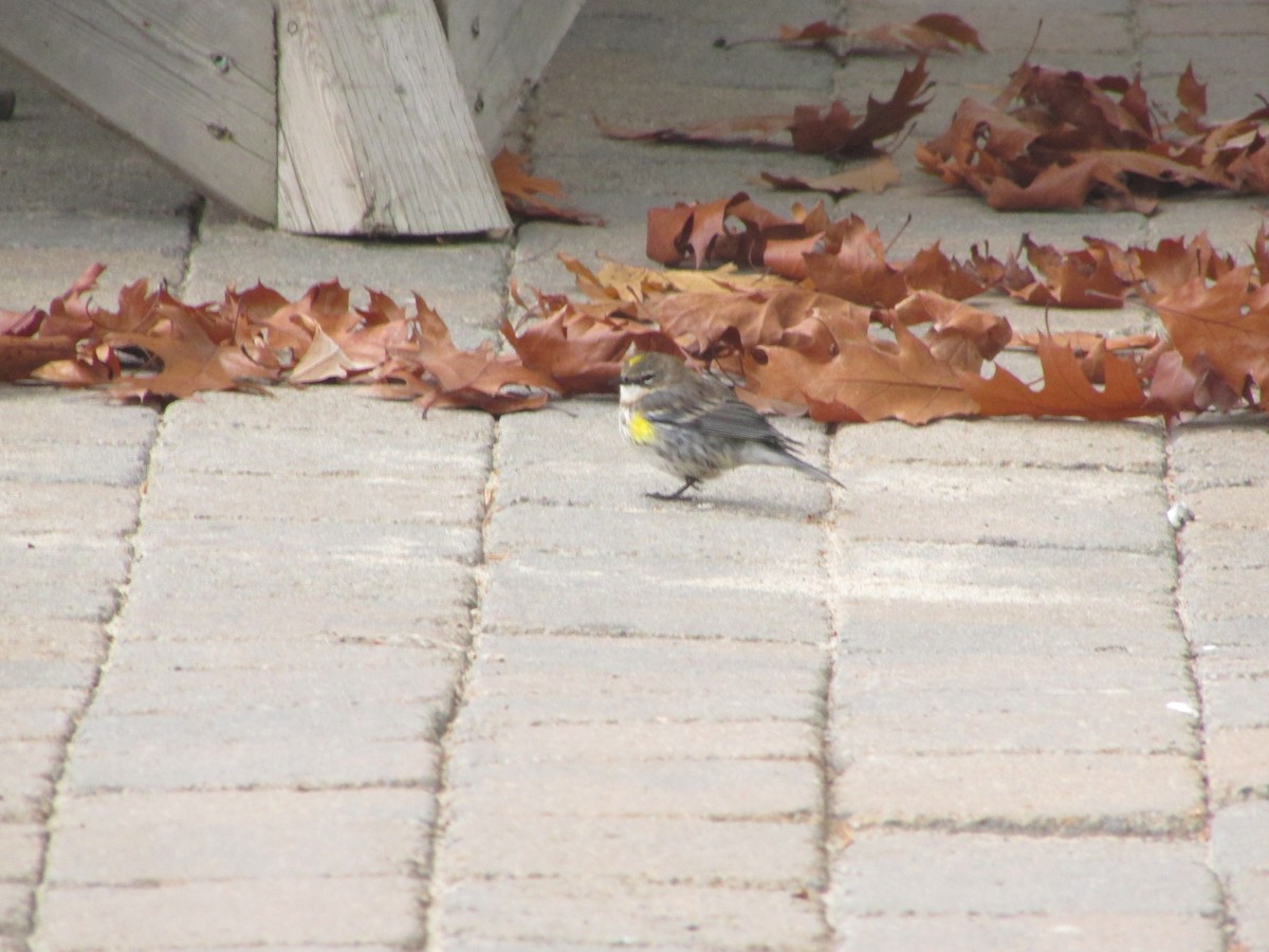 キヅタアメリカムシクイ - ML39116241