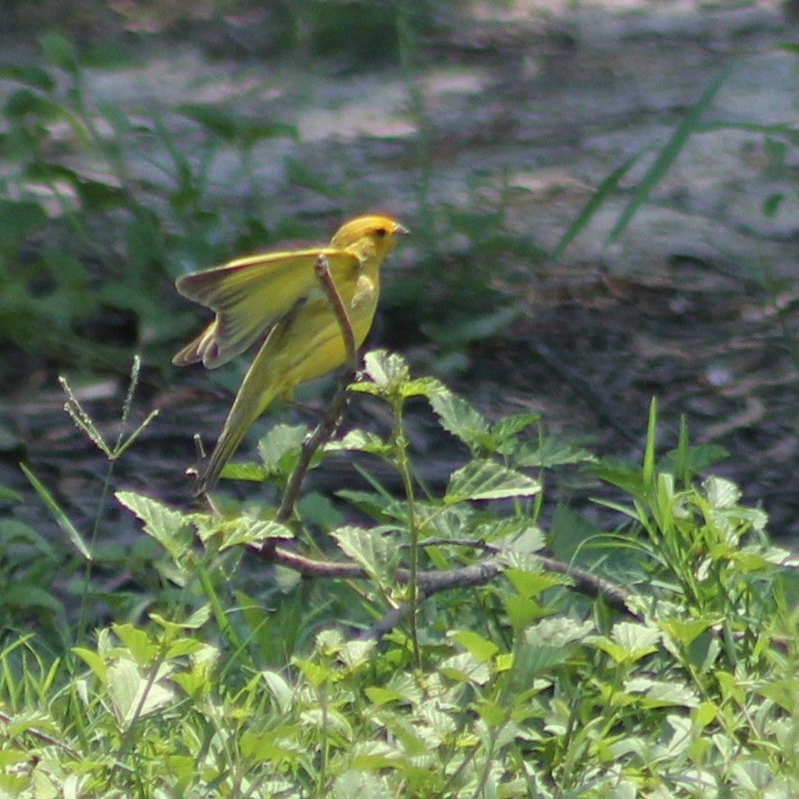 Saffron Finch - ML391162791