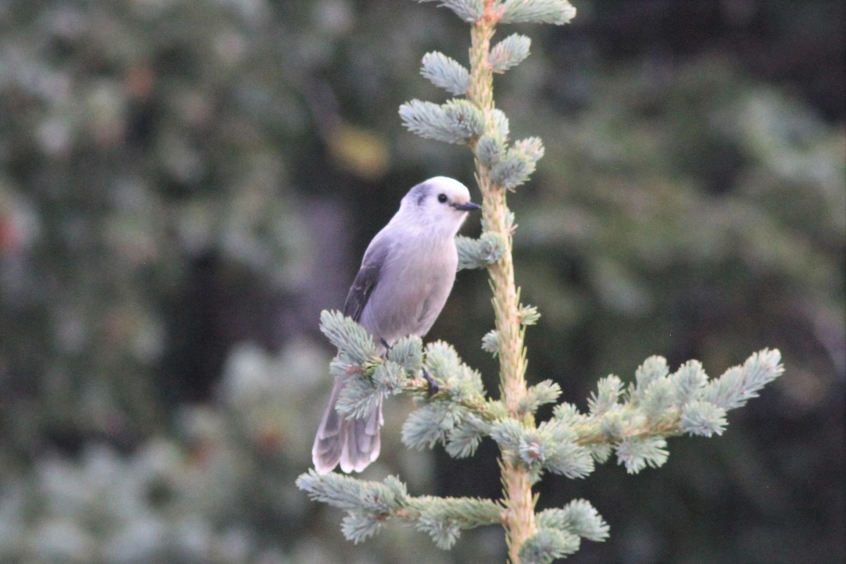 Canada Jay - ML391162841