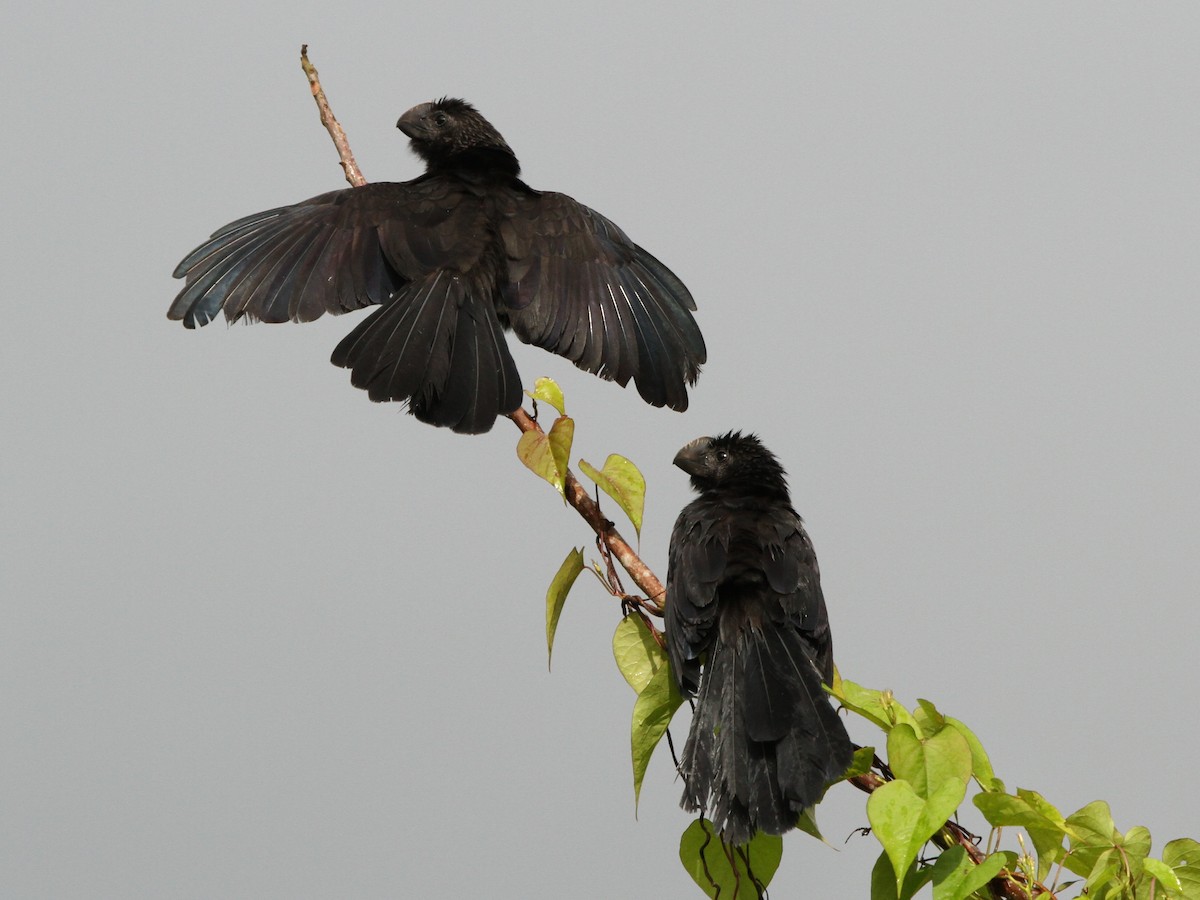 Smooth-billed Ani - Brian Ahern