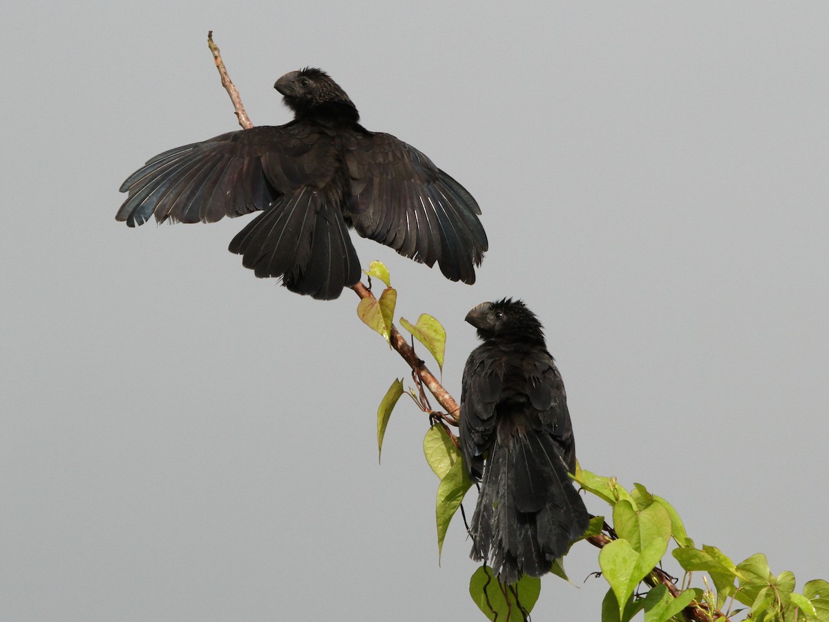 Smooth-billed Ani - ML39116301