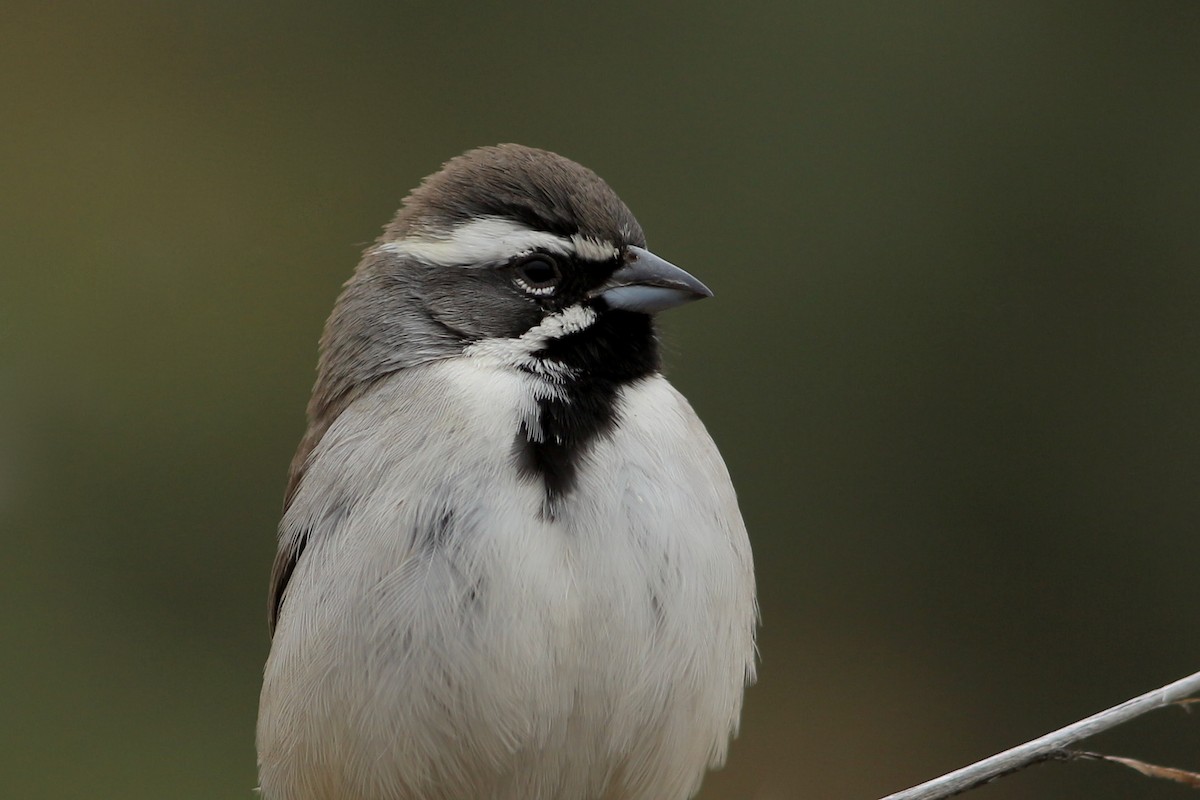 Black-throated Sparrow - ML391164681