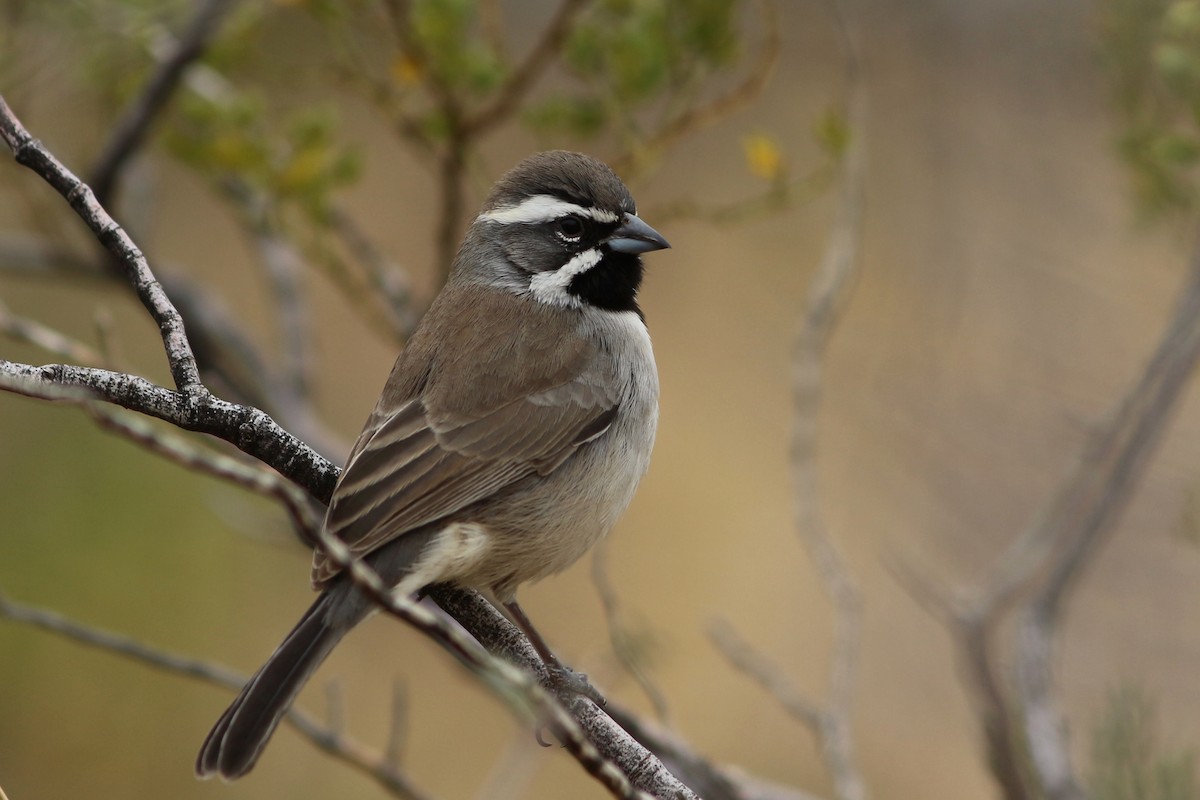 Black-throated Sparrow - ML391164691