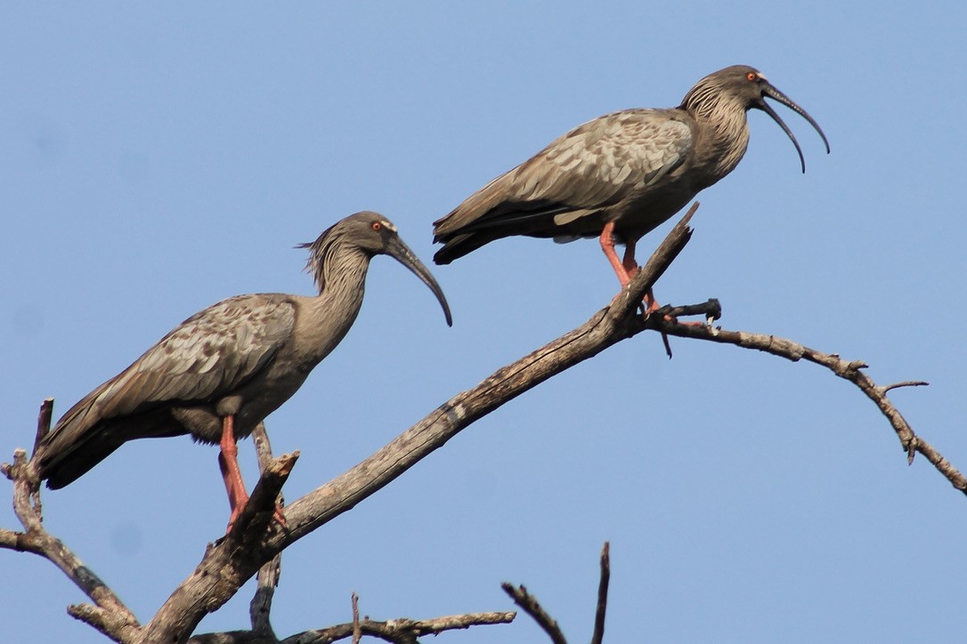 Plumbeous Ibis - ML391165421