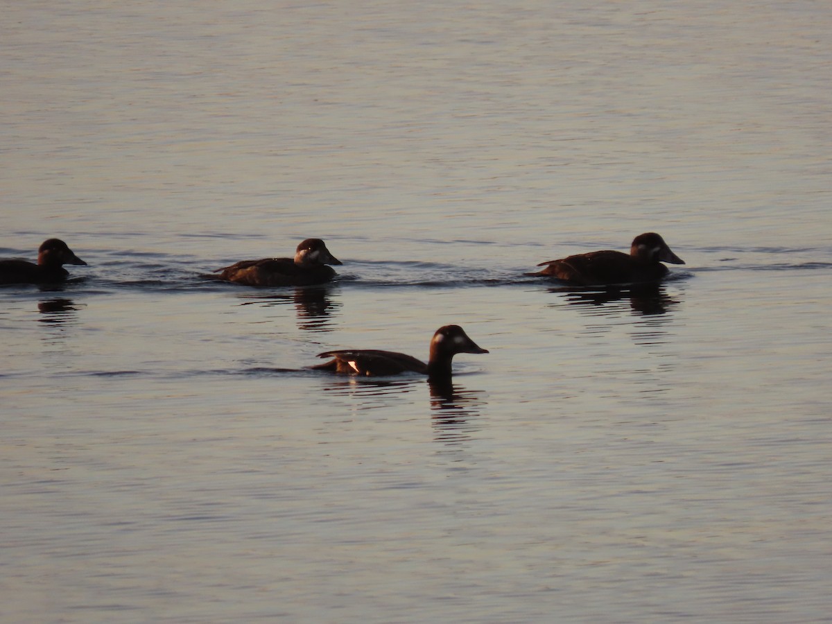 White-winged Scoter - ML391166131