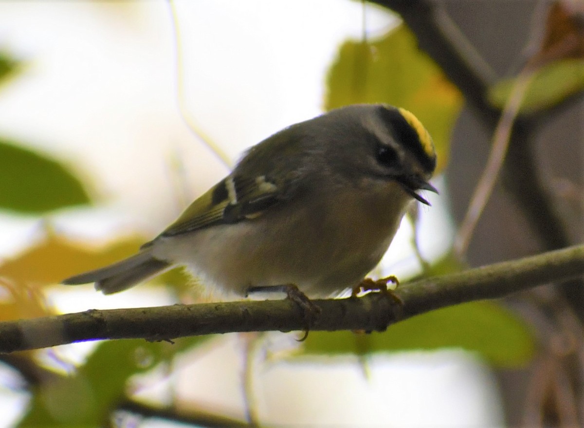 Golden-crowned Kinglet - ML391166491