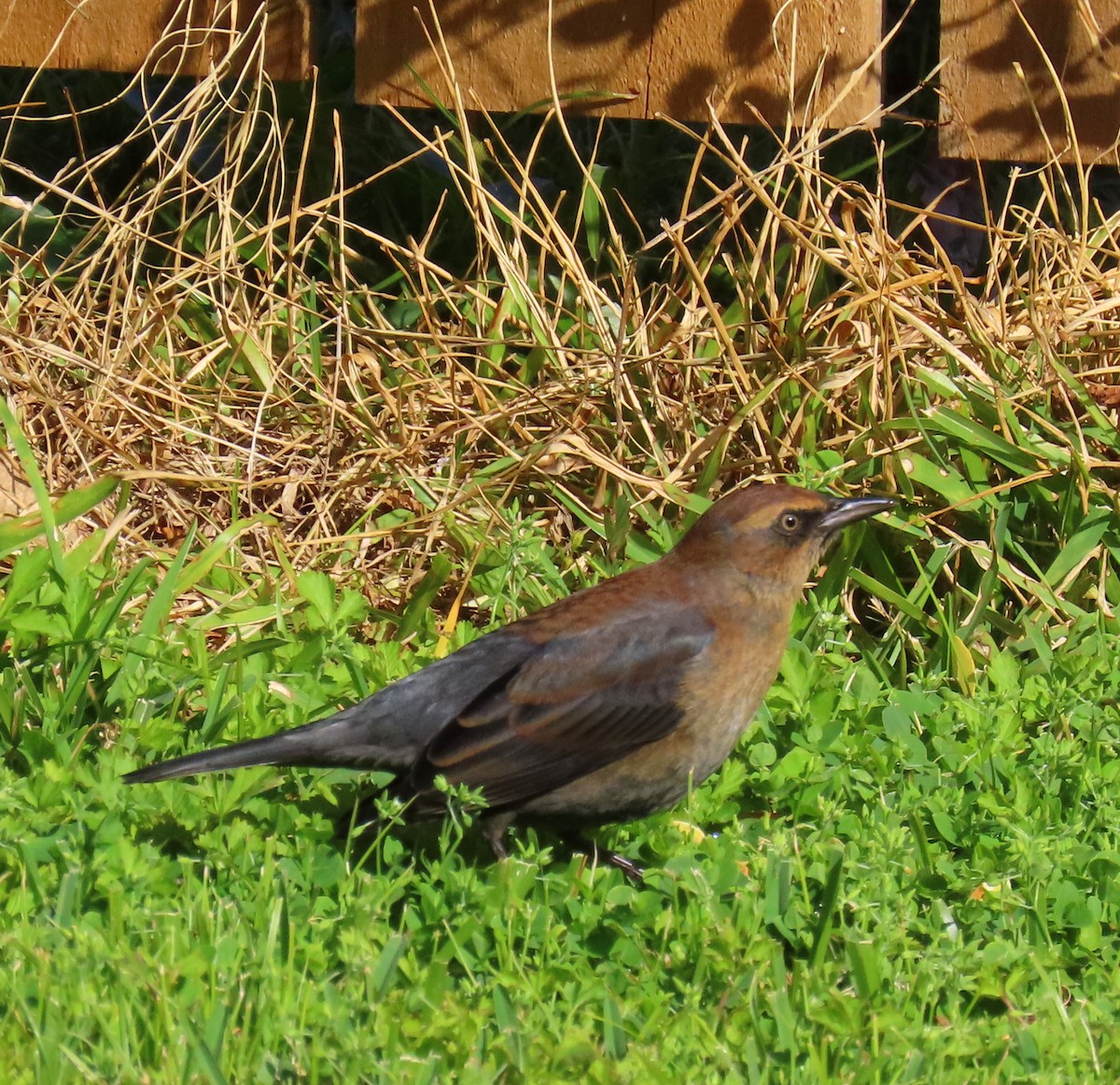 Rusty Blackbird - ML391166591