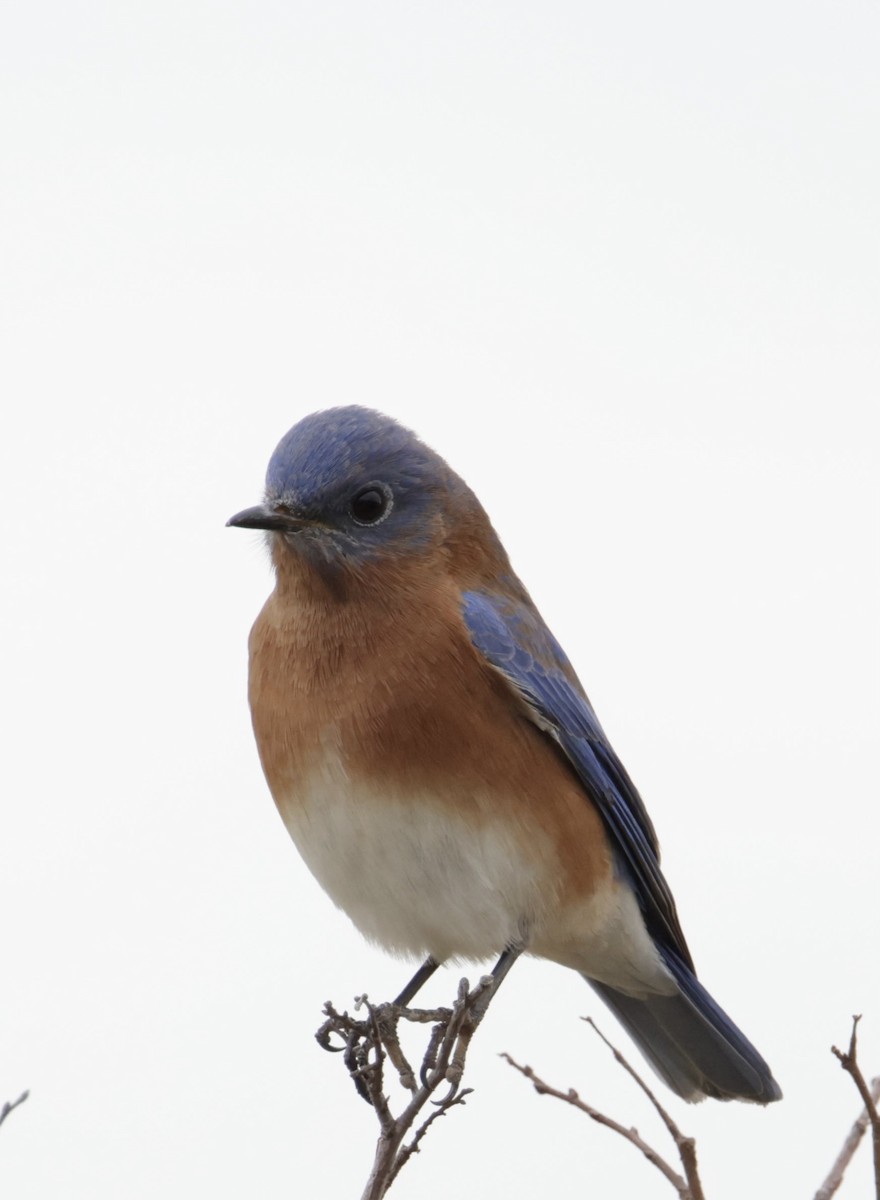 Eastern Bluebird - ML391167151