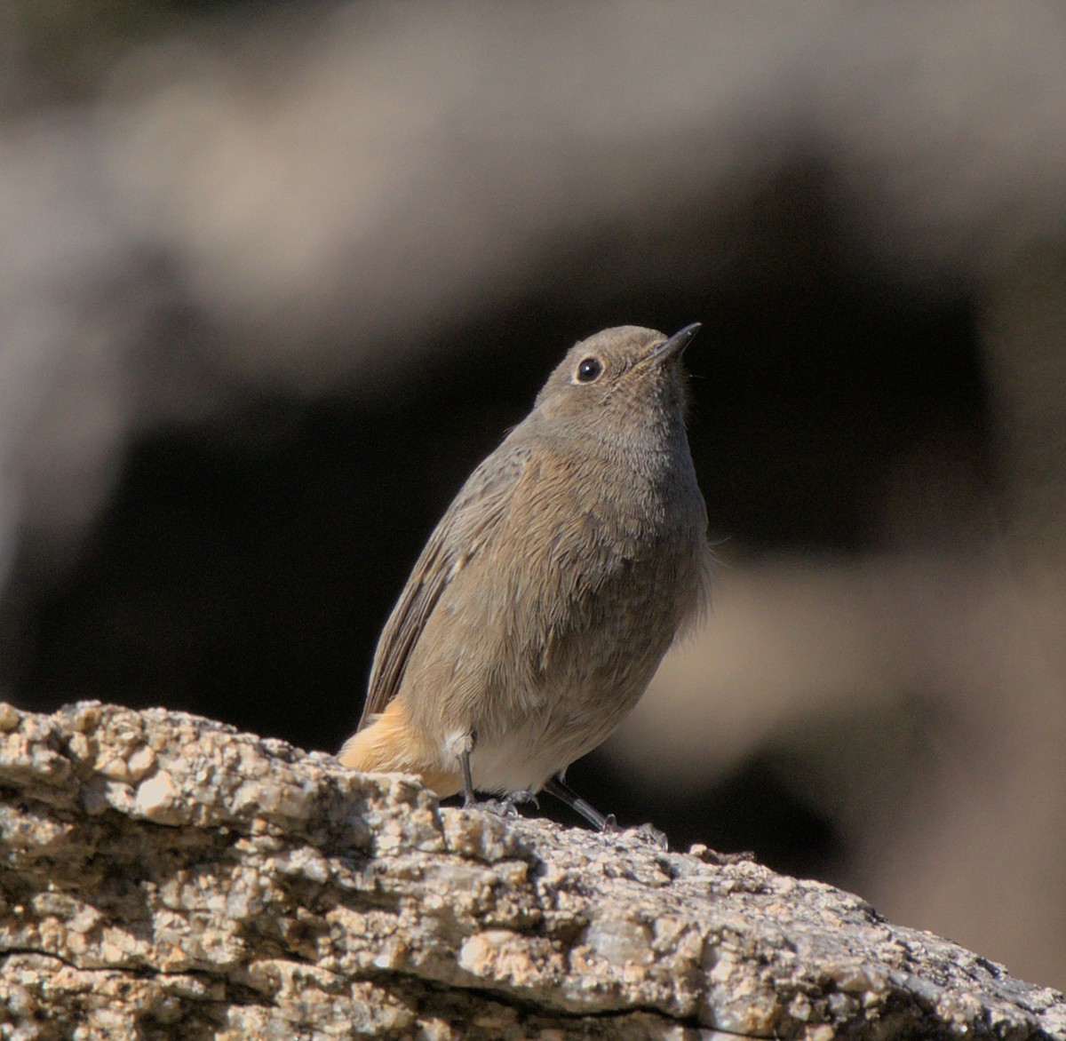 Black Redstart - Carl Miller