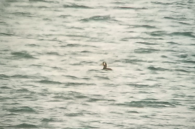 White-winged Scoter - Jay Gilliam