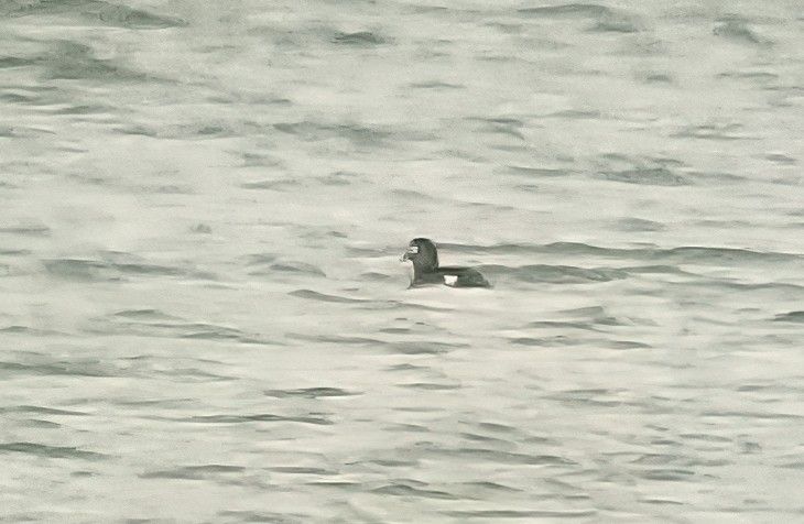 White-winged Scoter - ML391169051