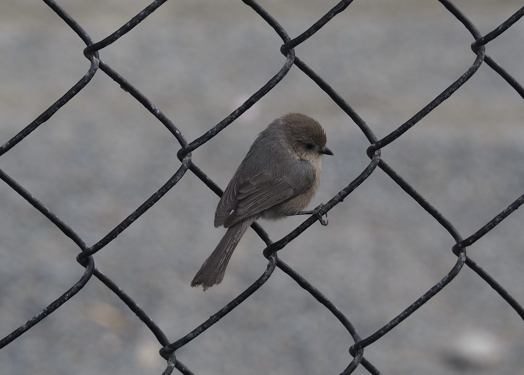 Bushtit - ML391171011