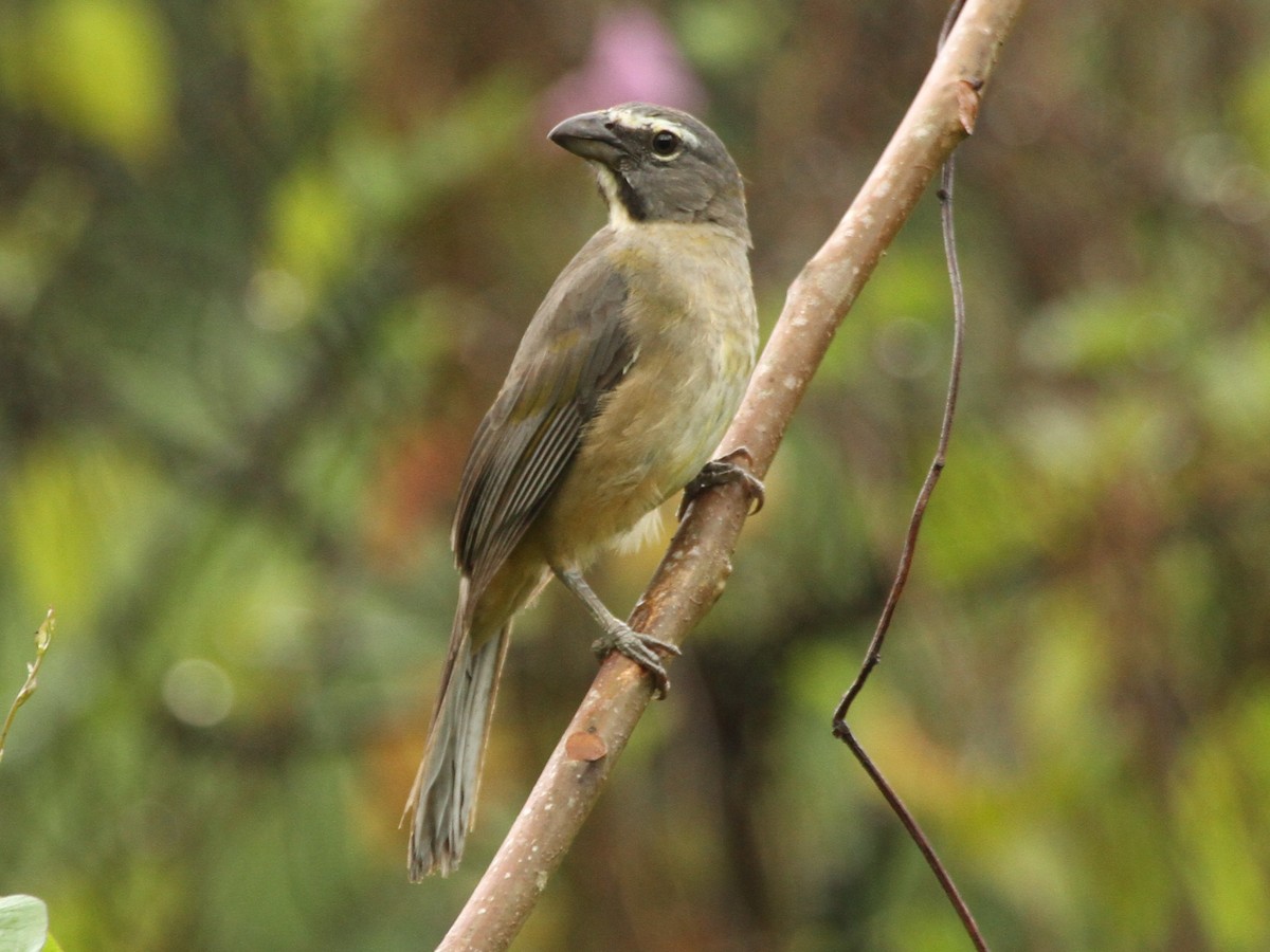 Olive-gray Saltator - Brian Ahern