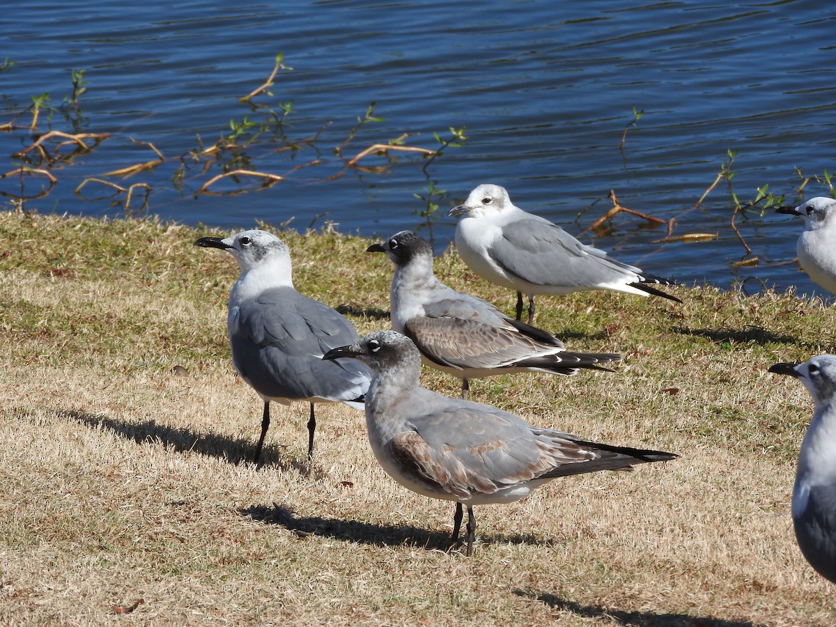 Franklin's Gull - ML391171311