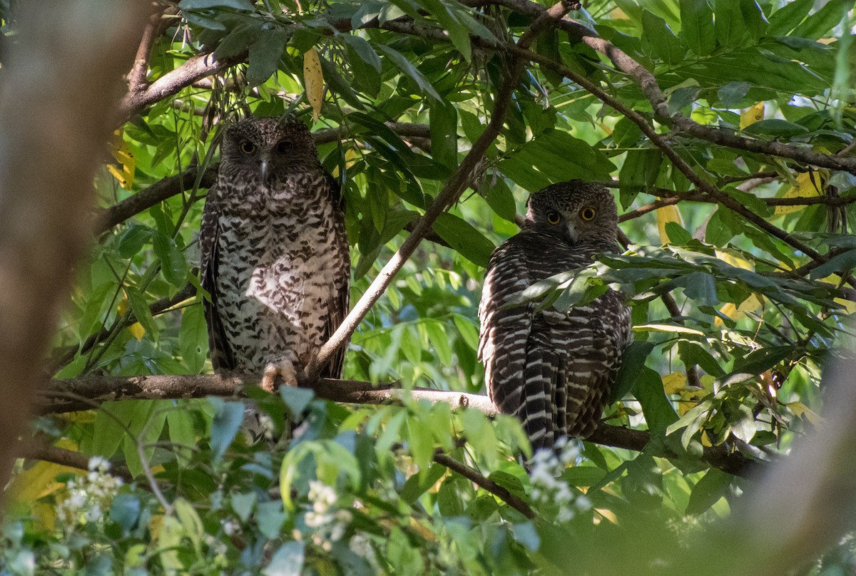Powerful Owl - ML391172171