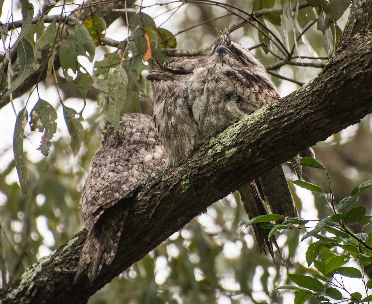 Tawny Frogmouth - ML391172291