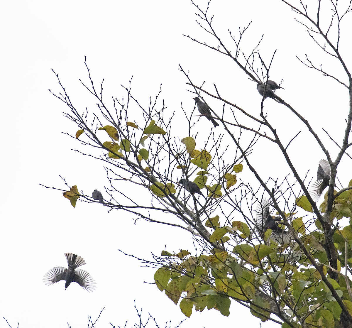 Bulbul Negro (sinensis/ambiens) - ML391173071