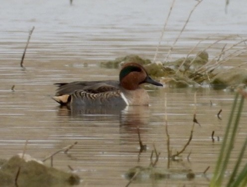 Green-winged Teal - ML391175291
