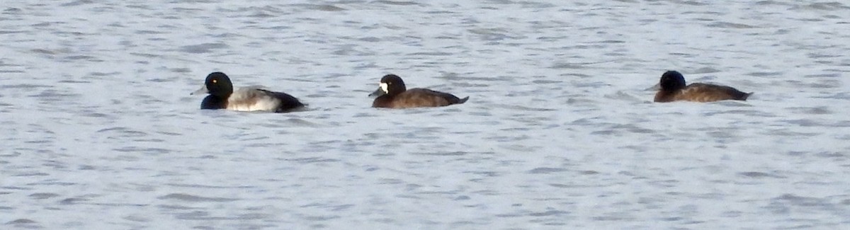 Greater Scaup - ML391175391