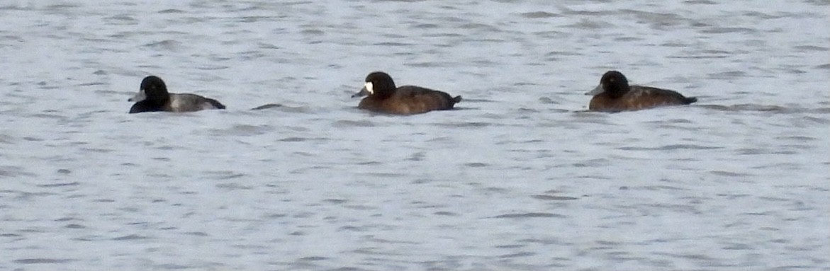 Greater Scaup - ML391175401