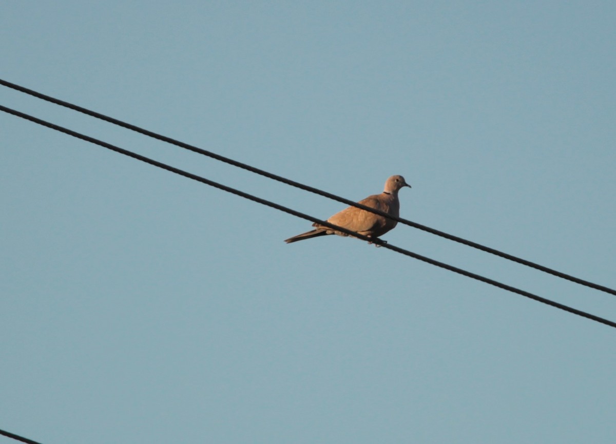 Eurasian Collared-Dove - ML391175691