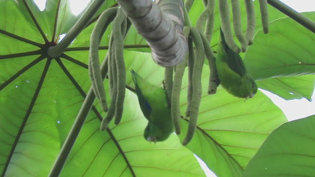 Cobalt-rumped Parrotlet - ML391176001