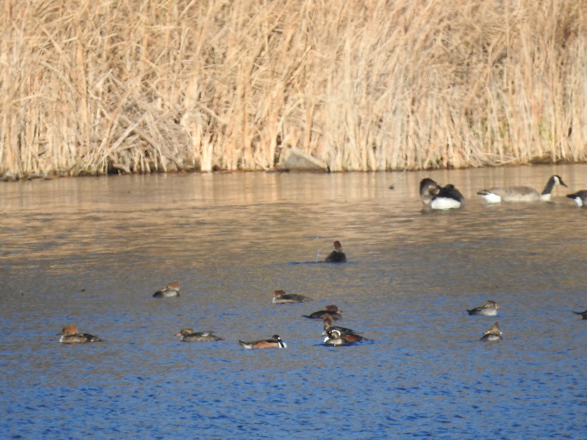 Hooded Merganser - ML391178341