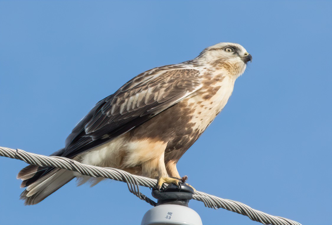 Rough-legged Hawk - ML391178841