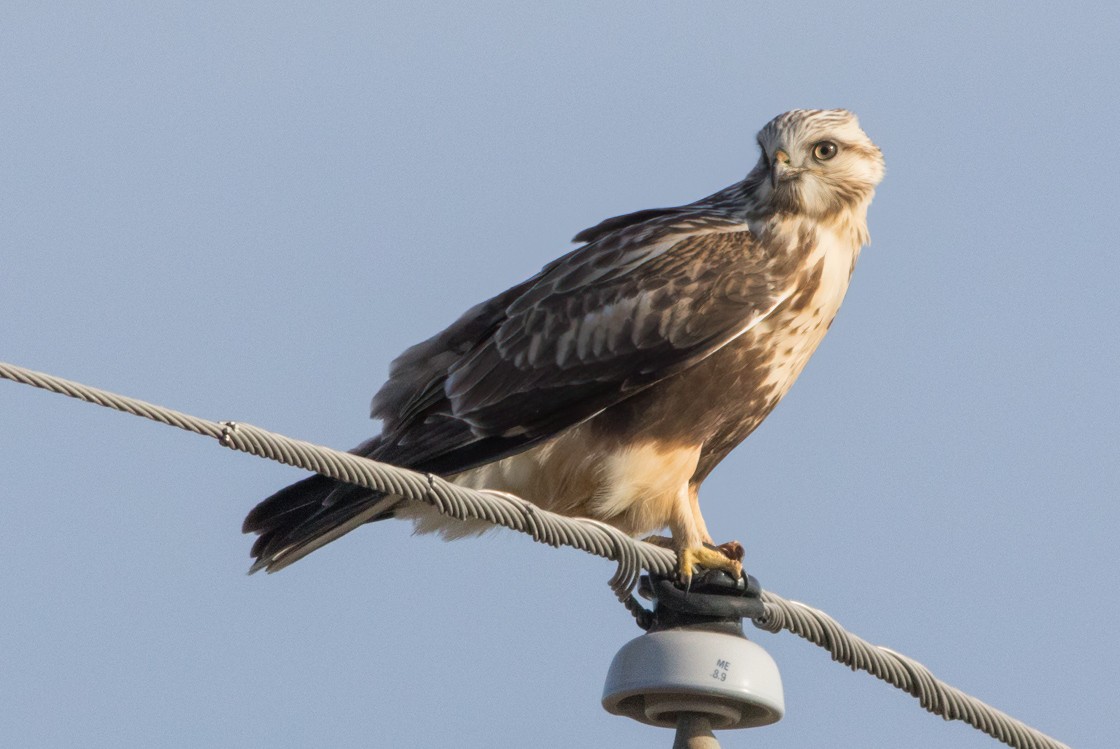 Rough-legged Hawk - ML391178851